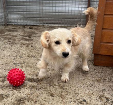Wilma sucht ihr Für-immer-Zuhause