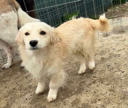 Wilma sucht ihr Für-immer-Zuhause