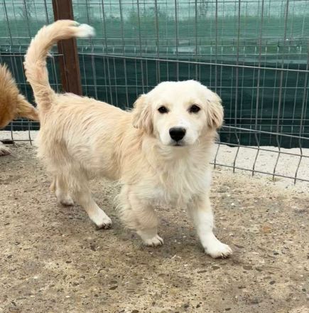 Wilma sucht ihr Für-immer-Zuhause
