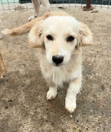 Wilma sucht ihr Für-immer-Zuhause