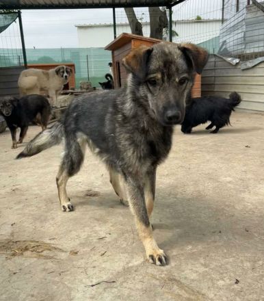 Nandi sucht ihr Für-immer-Zuhause