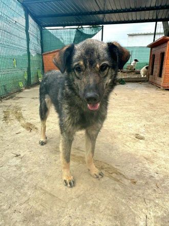 Nandi sucht ihr Für-immer-Zuhause