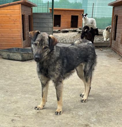 Nandi sucht ihr Für-immer-Zuhause