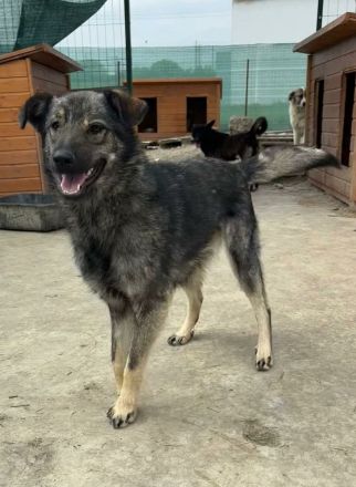 Nandi sucht ihr Für-immer-Zuhause