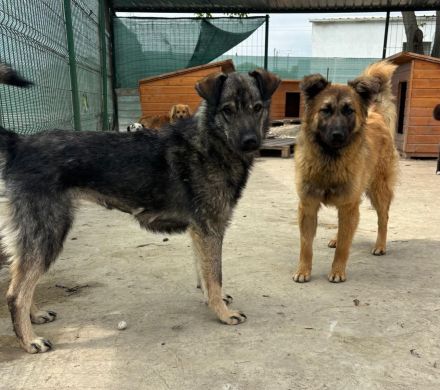 Nandi sucht ihr Für-immer-Zuhause
