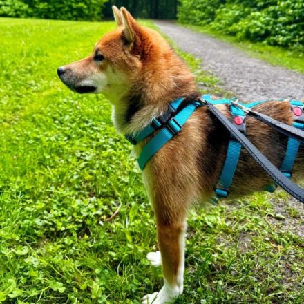 Yukki in 69412 Eberbach sucht ihr Für-immer-Zuhause