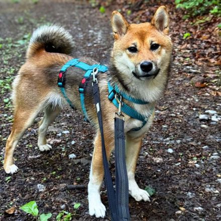 Yukki in 69412 Eberbach sucht ihr Für-immer-Zuhause