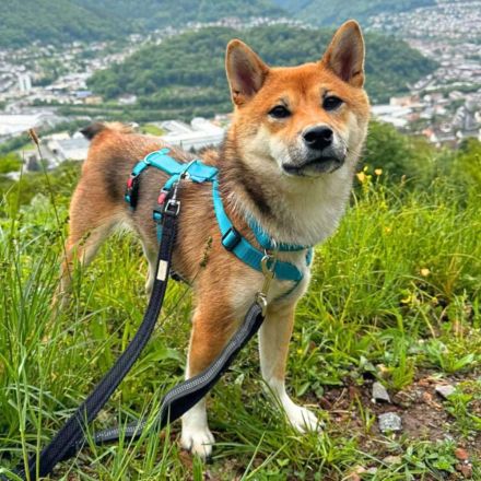 Yukki in 69412 Eberbach sucht ihr Für-immer-Zuhause