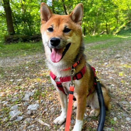 Yukki in 69412 Eberbach sucht ihr Für-immer-Zuhause