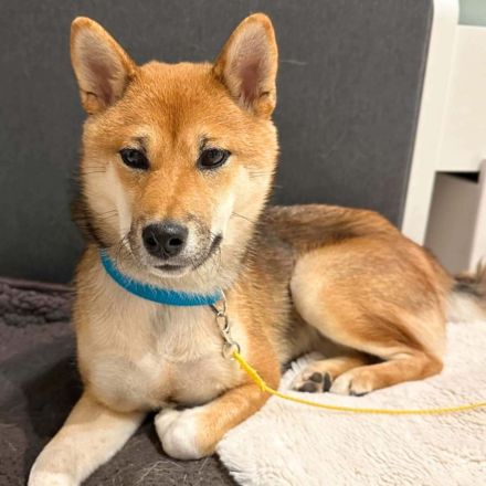 Yukki in 69412 Eberbach sucht ihr Für-immer-Zuhause