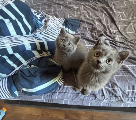 Bkh kitten suchen neues Zuhause
