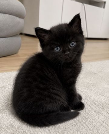 Kuschelalarm!! Süßes BKH Blackpoint sucht ein neues Zuhause