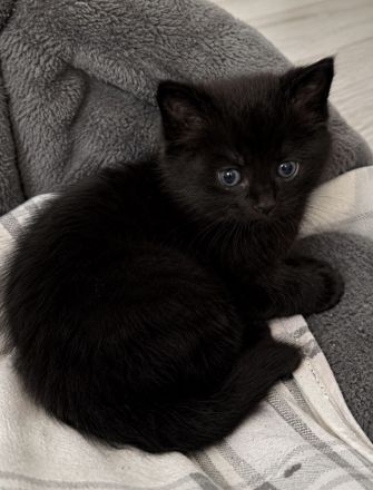 Kuschelalarm!! Süßes BKH Blackpoint sucht ein neues Zuhause