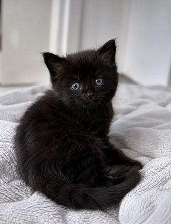 Kuschelalarm!! Süßes BKH Blackpoint sucht ein neues Zuhause