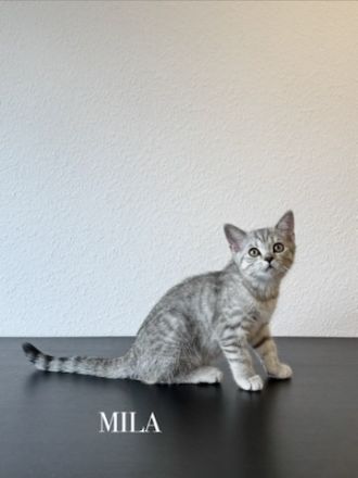 Wunderschöne BKH Kitten Mädchen abzugeben. liebevoll aufgezogen, geimpft & menschenbezogen