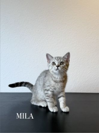 Wunderschöne BKH Kitten Mädchen abzugeben. liebevoll aufgezogen, geimpft & menschenbezogen