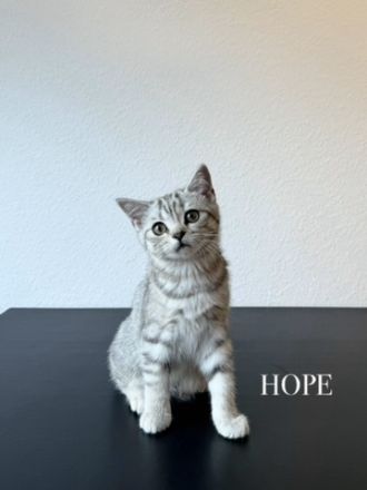 Wunderschöne BKH Kitten Mädchen abzugeben. liebevoll aufgezogen, geimpft & menschenbezogen
