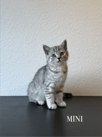 Wunderschöne BKH Kitten Mädchen abzugeben. liebevoll aufgezogen, geimpft & menschenbezogen