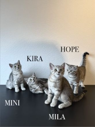 Wunderschöne BKH Kitten Mädchen abzugeben. liebevoll aufgezogen, geimpft & menschenbezogen