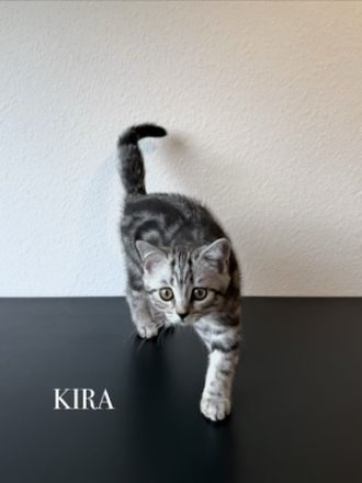 Wunderschöne BKH Kitten Mädchen abzugeben. liebevoll aufgezogen, geimpft & menschenbezogen