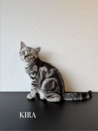 Wunderschöne BKH Kitten Mädchen abzugeben. liebevoll aufgezogen, geimpft & menschenbezogen