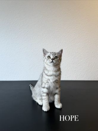 Wunderschöne BKH Kitten Mädchen abzugeben. liebevoll aufgezogen, geimpft & menschenbezogen