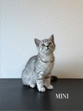 Wunderschöne BKH Kitten Mädchen abzugeben. liebevoll aufgezogen, geimpft & menschenbezogen