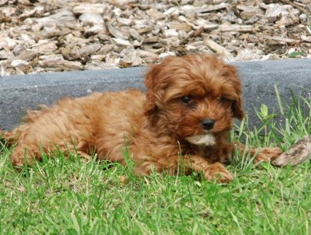 Zuckersüße Cavapoo Welpen