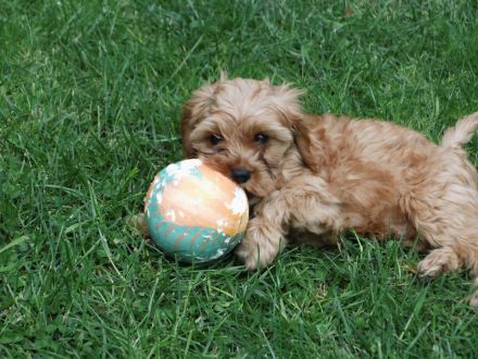 Zuckersüße Cavapoo Welpen