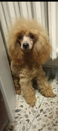 Zuckersüße Cavapoo Welpen