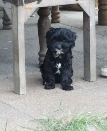 Zuckersüße Cavapoo Welpen
