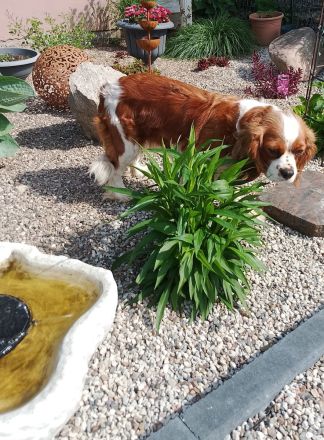 Zuckersüße Cavapoo Welpen