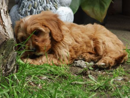 Zuckersüße Cavapoo Welpen