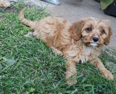 Zuckersüße Cavapoo Welpen