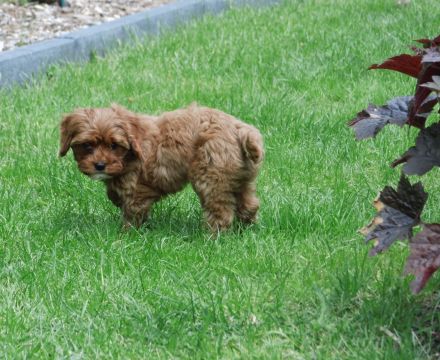 Zuckersüße Cavapoo Welpen