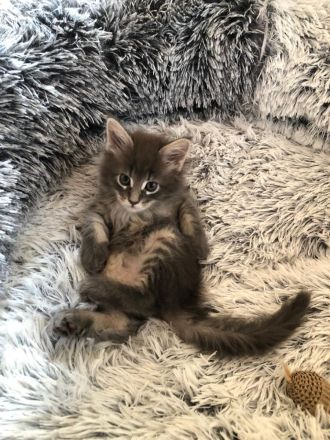 Süsse Maine Coon Kitten zu verkaufen