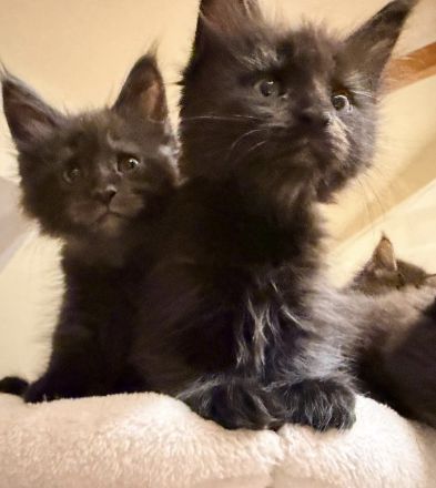 Süsse Maine Coon Kitten zu verkaufen