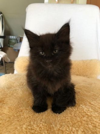 Süsse Maine Coon Kitten zu verkaufen