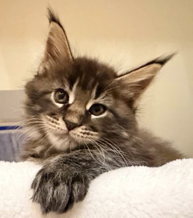 Süsse Maine Coon Kitten zu verkaufen