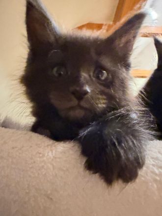Süsse Maine Coon Kitten zu verkaufen
