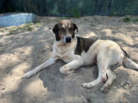 Sanft, bescheiden, liebenswert: Gustav sucht seine Menschen