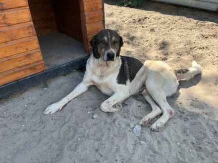Sanft, bescheiden, liebenswert: Gustav sucht seine Menschen