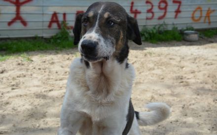 Sanft, bescheiden, liebenswert: Gustav sucht seine Menschen