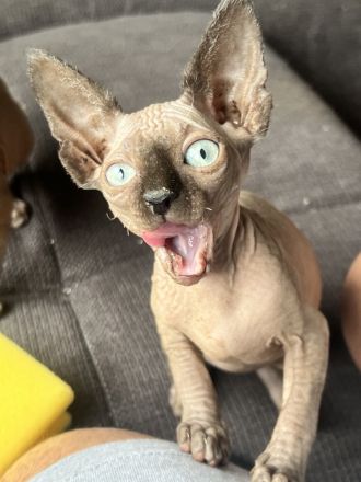 Sphynx Mädchen abzugeben