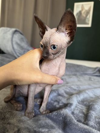 Sphynx Mädchen abzugeben