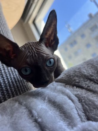 Sphynx Mädchen abzugeben