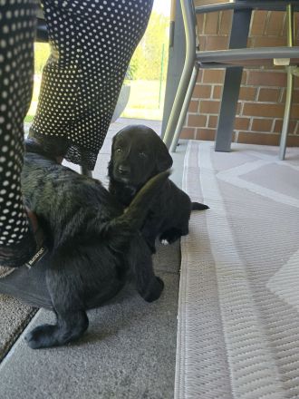 Cocker Spaniel × Border Collie Mix Welpen
