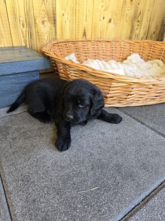 Cocker Spaniel × Border Collie Mix Welpen