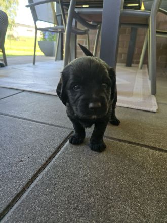 Cocker Spaniel × Border Collie Mix Welpen