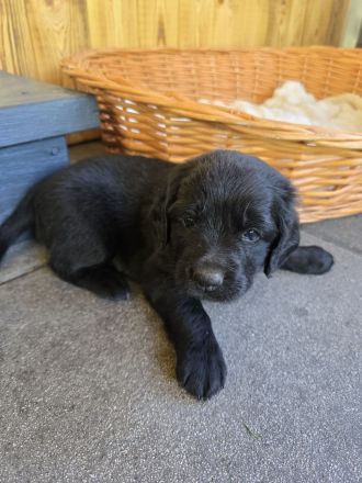 Cocker Spaniel × Border Collie Mix Welpen